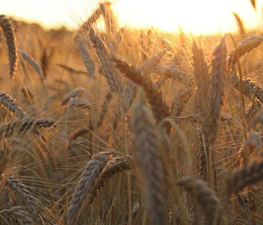 brown wheat field during daytime